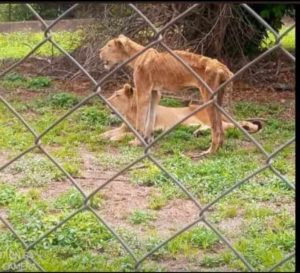 TRAGEDY: OAU LOSSES STAFF TO LION ATTACK