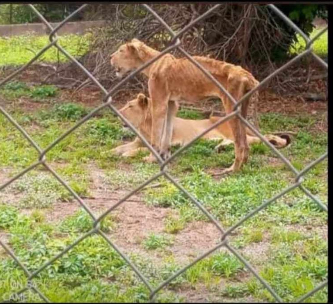 TRAGEDY: OAU LOSSES STAFF TO LION ATTACK